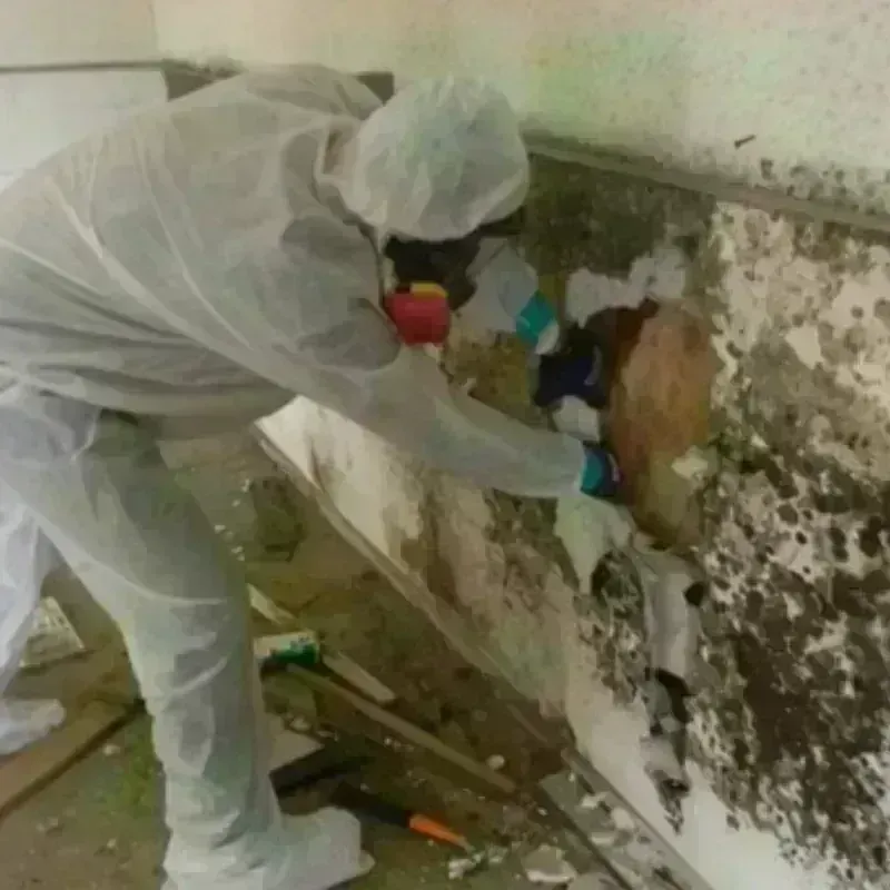 Mold Remediation and Removal in Alma, GA